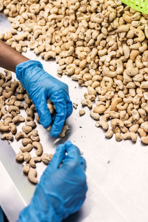 workers sorting cashew nuts at modern industrial agriculture factory in cambodia indoors