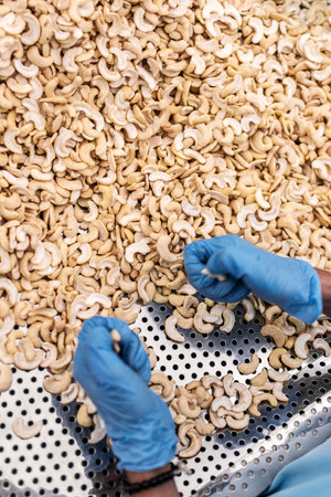 workers sorting cashew nuts at modern industrial agriculture factory in cambodia indoorsの写真素材