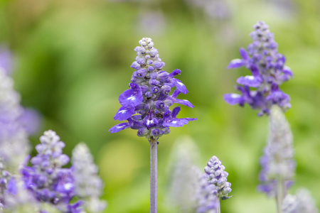close-up among of purple lavender in the gardenの写真素材