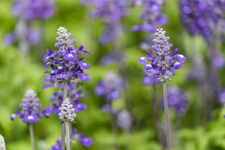 close-up among of purple lavender in the gardenの写真素材
