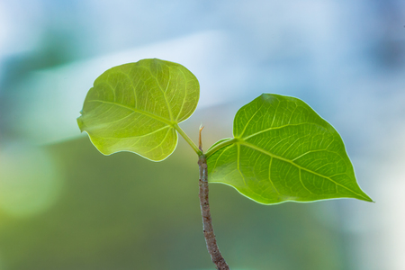 Bodhi Tree green leaf on the nature backgroundの写真素材