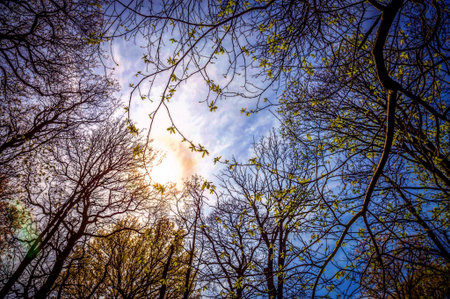 Sunshine through the trees