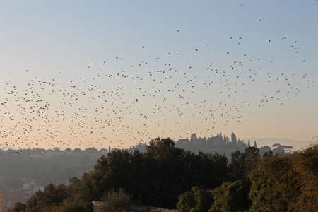 Flock of birds in a Tuscan landscape at sunsetの写真素材