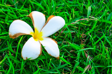 A flower color white on the grassの写真素材