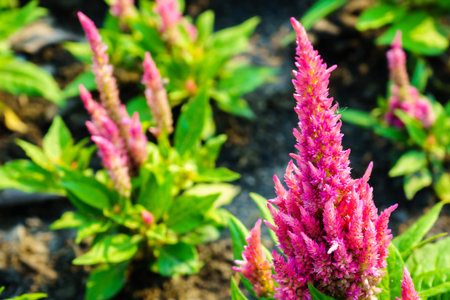 The blossom it beatiful colorful