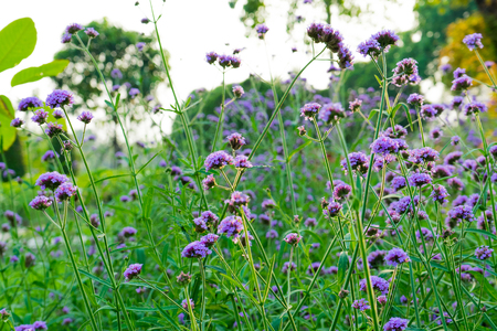 It  is flora a purple colorの写真素材