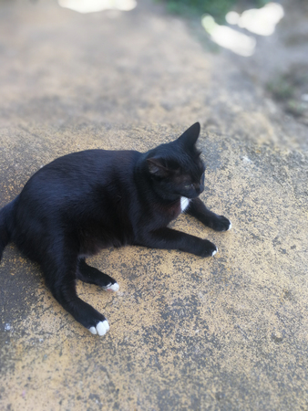 A cat back color on the roadの写真素材