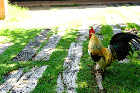 The chicken was walking to find food by the forest.の写真素材