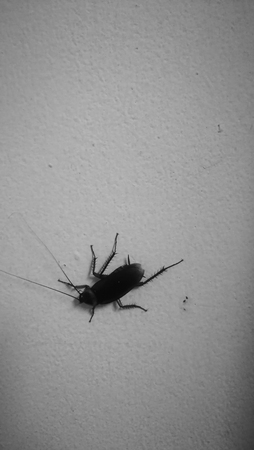 In the night, cockroaches like to go out to eat.の写真素材