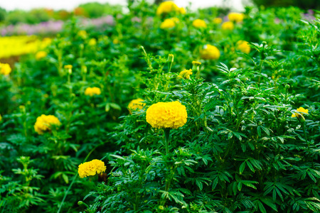 the marigold floral yellow color at beautiful on outdoorの写真素材