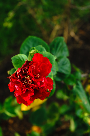 the flower is beautiful red color at on outdoor park in thailand.の写真素材