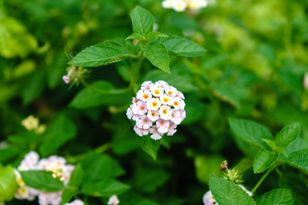 the white flower it beautiful on the outdoor park.の写真素材
