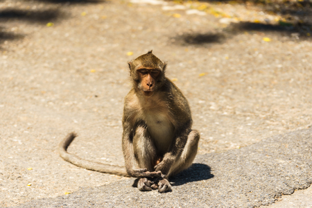 A monkey sits in the oudoor on the street at khao ngoo rock park.の写真素材