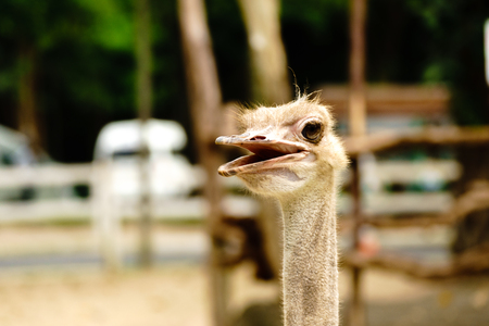 Ostrich bird head and neck front portrait in the khaokheow open zoo thailand.の写真素材