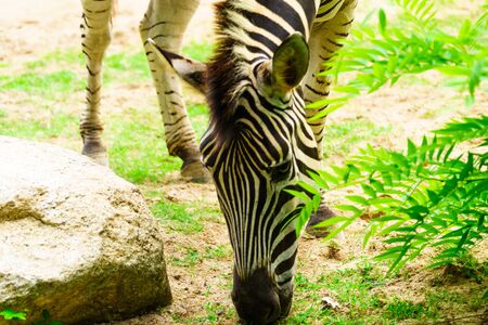 Chonburi, Thailand - July 22, 2018: Zebra and front portrait in the Khao Kheow Open Zoo at Sriracha.のeditorial素材