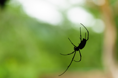 A spiderweb in nature background. spiderweb or cobweb is a device created by a spider out of proteinaceous spider silk extruded from its spinnerets. generally meant to catch its prey.の写真素材