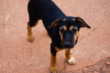 Dog face,Black dog, Photography Portrait Thai Dog it is on streetの写真素材