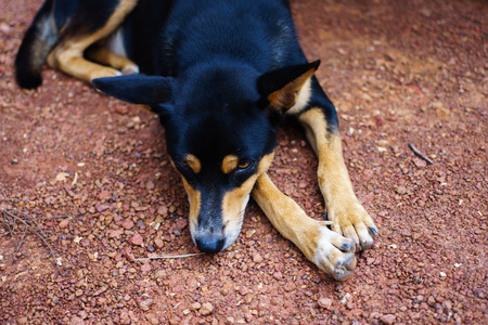 Dog face,Black dog, Photography Portrait Thai Dog it is on streetの写真素材