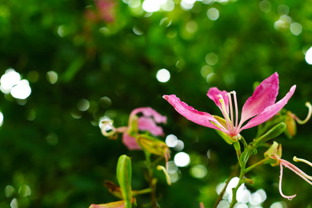Pink flowers at beautiful of thailand.の写真素材