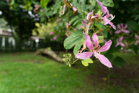 The pink flowers at beautiful of thailand.の写真素材
