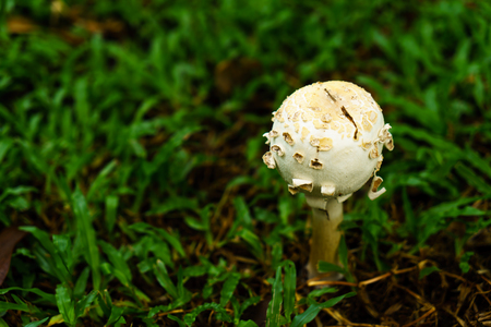 Poisonous mushrooms growing under the trees in the garden.の写真素材