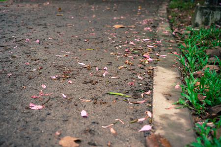The streets are full of grass and flowers.の写真素材