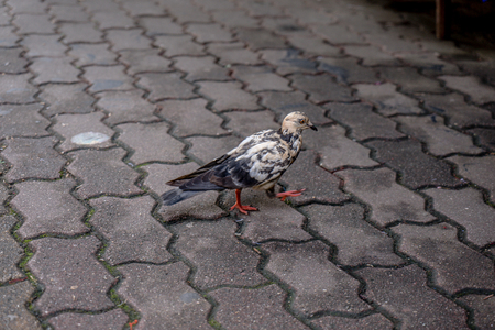 Pigeons are eating food along the path on Doi Suthep.の写真素材
