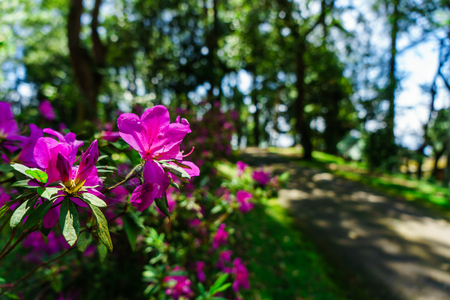 The pink flowers at beautiful on Doi Suthep of thailand.の写真素材