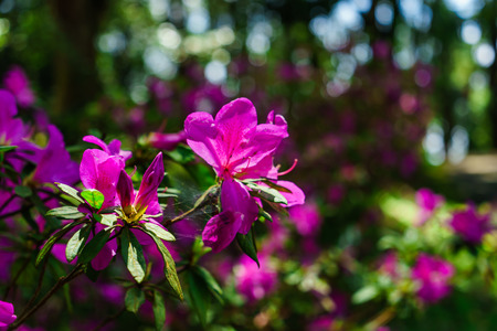 The pink flowers at beautiful on Doi Suthep of thailand.の写真素材