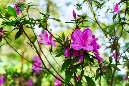The pink flowers at beautiful on Doi Suthep of thailand.の写真素材