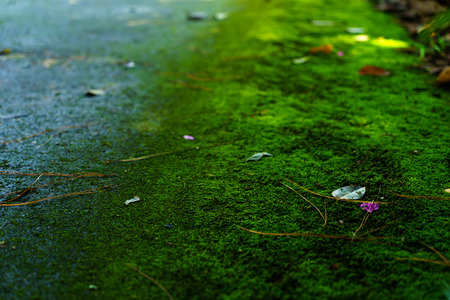 Moss green texture. Moss background. Green moss on grunge texture, backgroundの写真素材
