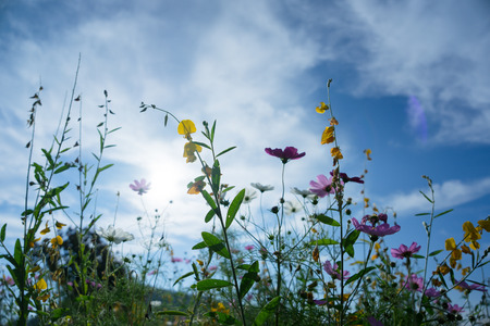 Beautiful flowers with sky as the background at Mon Jam,Chiang Mai,Thailand.の写真素材