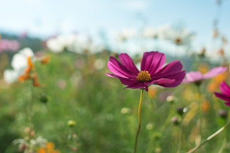Beautiful flowers with sky as the background at Mon Jam,Chiang Mai,Thailand.の写真素材