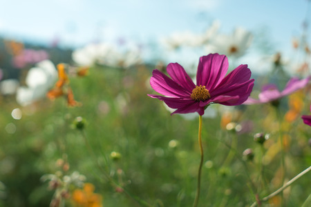 Beautiful flowers with sky as the background at Mon Jam,Chiang Mai,Thailand.の写真素材