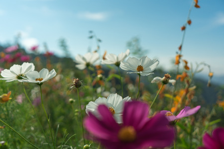 Beautiful flowers with sky as the background at Mon Jam,Chiang Mai,Thailand.の写真素材
