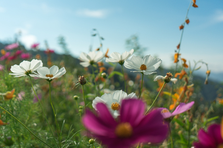 Beautiful flowers with sky as the background at Mon Jam,Chiang Mai,Thailand.の写真素材