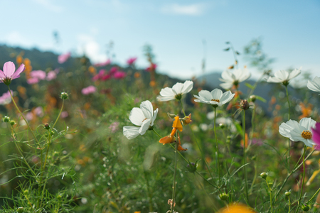 Beautiful flowers with sky as the background at Mon Jam,Chiang Mai,Thailand.の写真素材