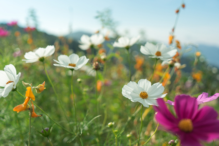 Beautiful flowers with sky as the background at Mon Jam,Chiang Mai,Thailand.の写真素材