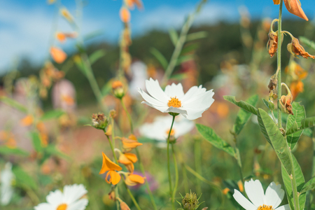 Beautiful flowers with sky as the background at Mon Jam,Chiang Mai,Thailand.の写真素材