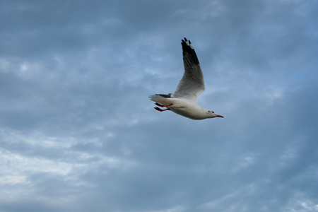 Single seagull flying in a sky as a background at Bangpoo.の写真素材