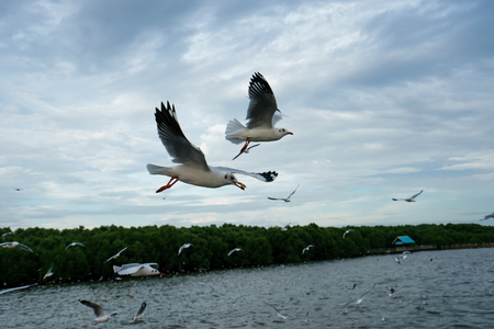 The seagull flying in a sky as a background at Bangpoo.の写真素材