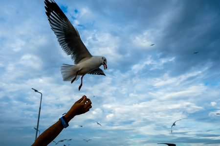 Single seagull flying in a sky as a background at Bangpoo.の写真素材