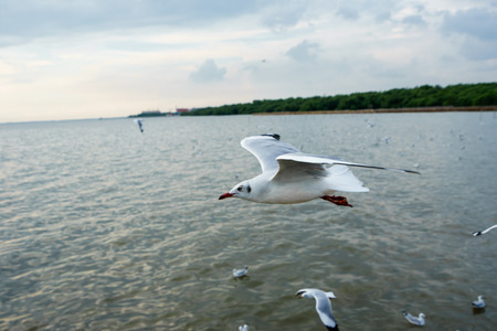 The seagull flying in a sky as a background at Bangpoo.の写真素材