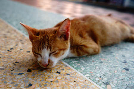 A cat with orange feathers sleeps in one of Thailand's temples.の写真素材