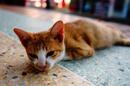A cat with orange feathers sleeps in one of Thailand's temples.の写真素材