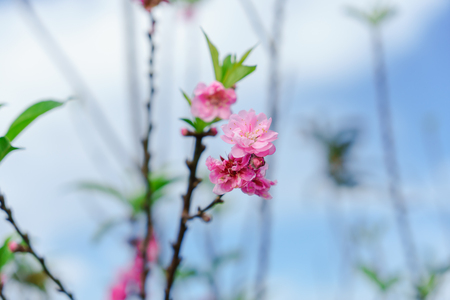 Beautiful Sakura in Thailand at Chiangmai.の写真素材