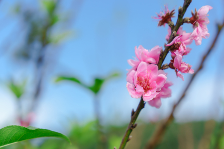 Beautiful Sakura in Thailand at Chiangmai.の写真素材