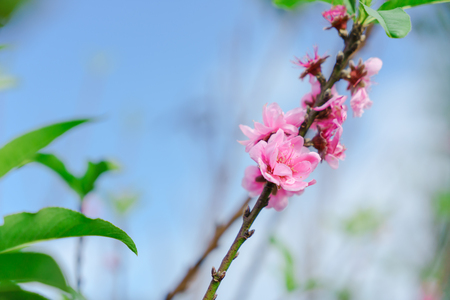 Beautiful Sakura in Thailand at Chiangmai.の写真素材