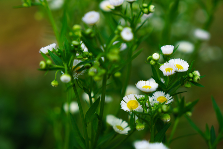 Beautiful white flowers with green trunk as the background at Mon Jam,Chiang Mai,Thailand.の写真素材