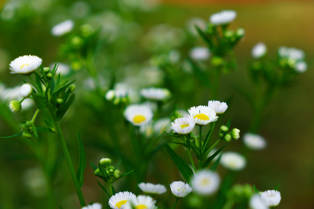 Beautiful white flowers with green trunk as the background at Mon Jam,Chiang Mai,Thailand.の写真素材